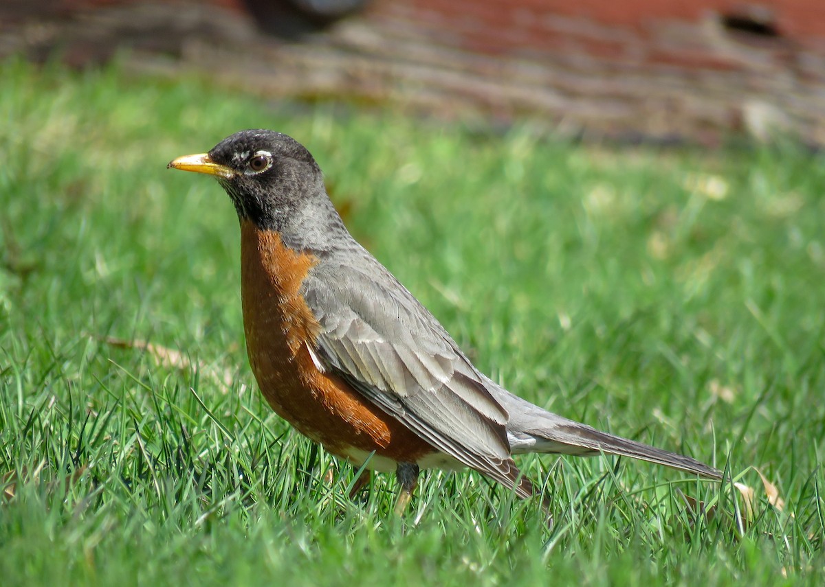 American Robin - ML236000191