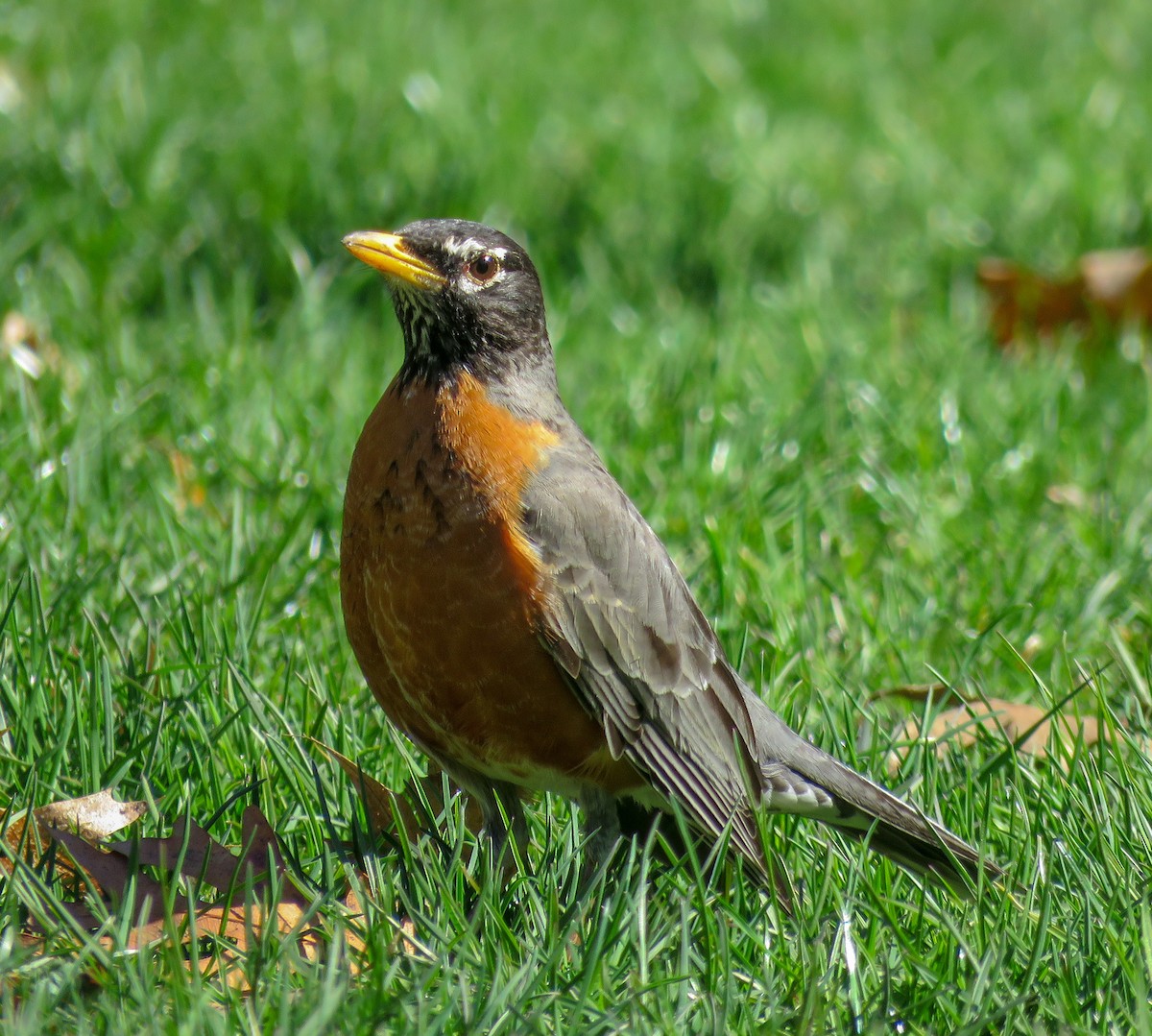 American Robin - ML236000261