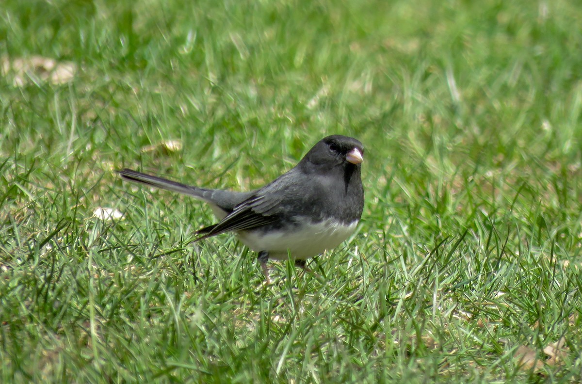 Dark-eyed Junco - ML236000521