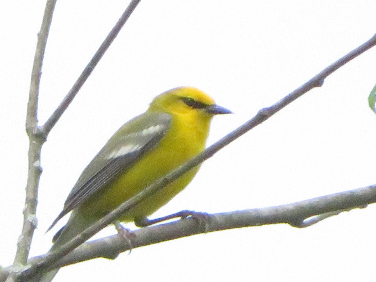 Blue-winged Warbler - Meg Glines