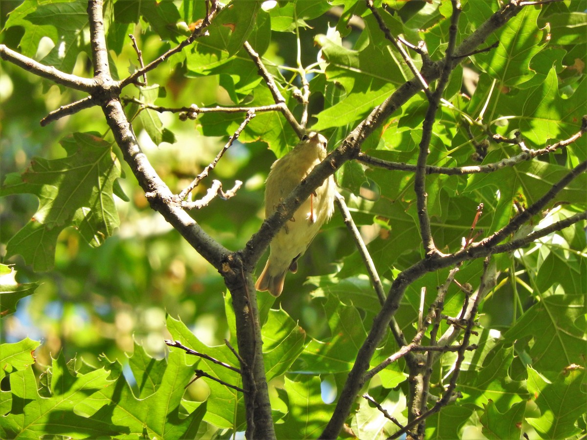 Tennessee Warbler - Brian Marra