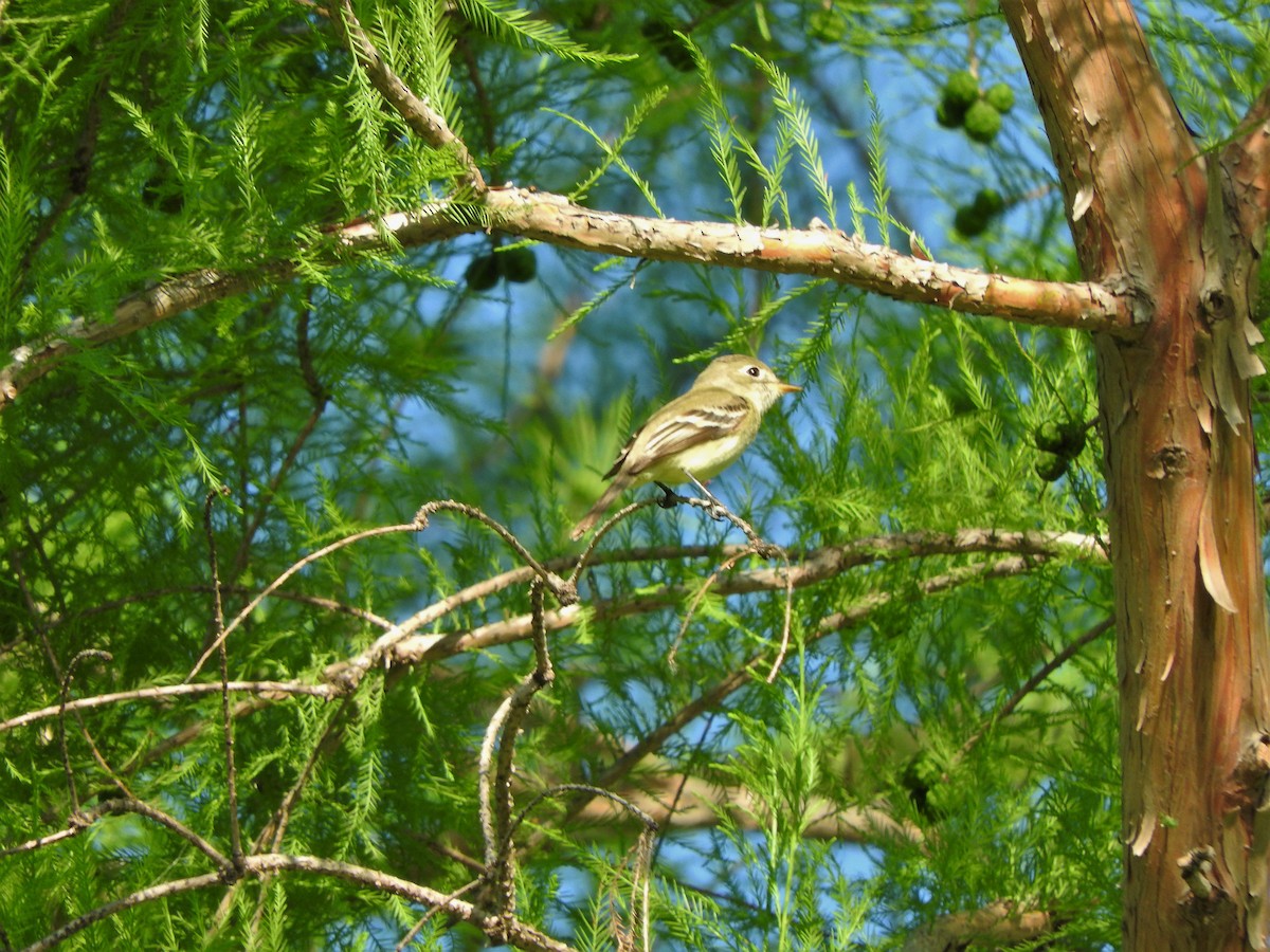 Mosquero sp. (Empidonax sp.) - ML236002421