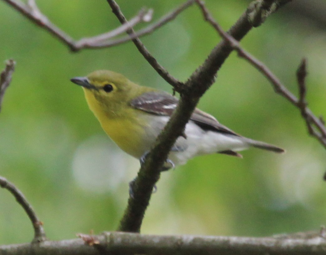 Yellow-throated Vireo - Frank Izaguirre