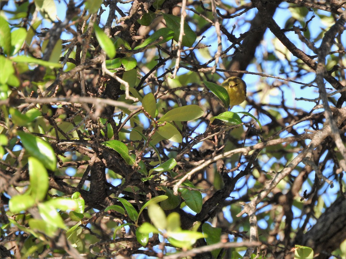 Tennessee Warbler - ML236002691