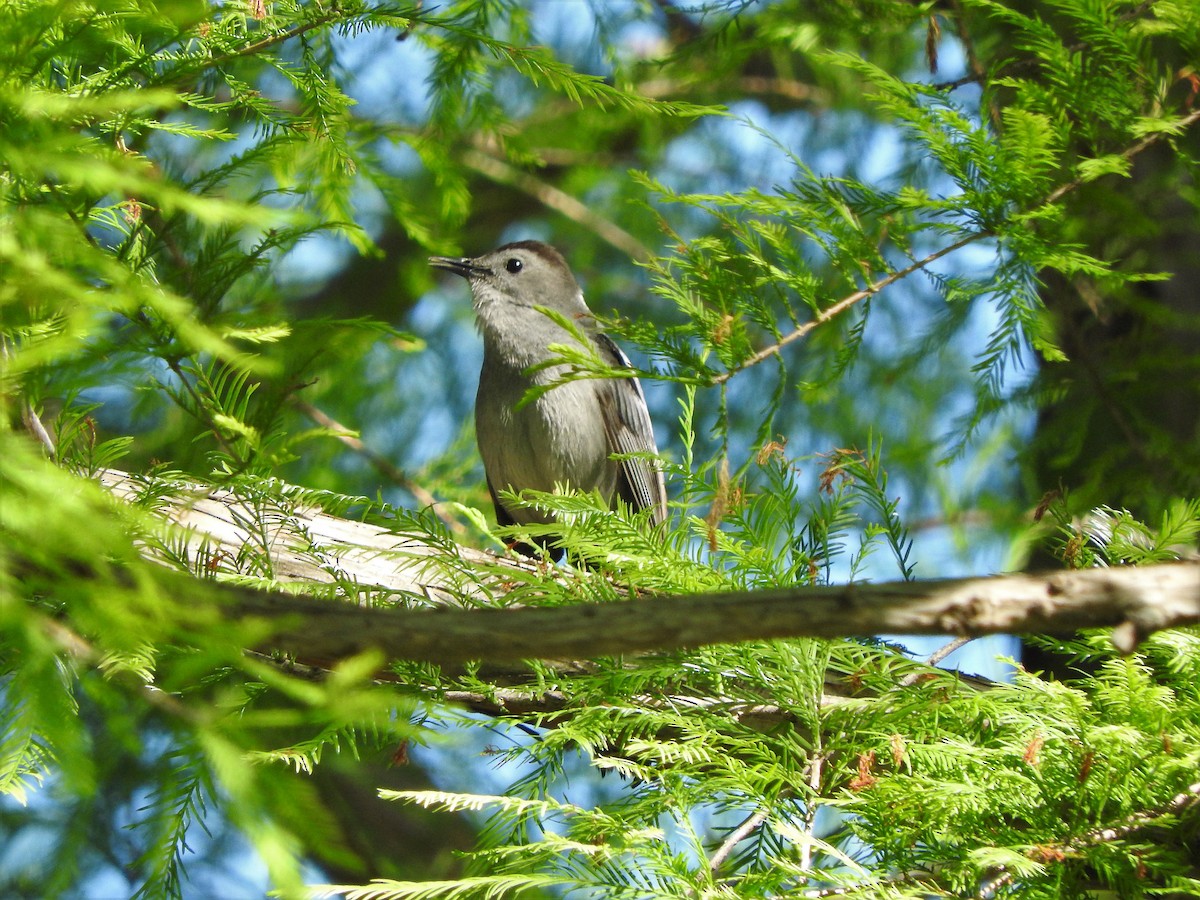 Pájaro Gato Gris - ML236002811