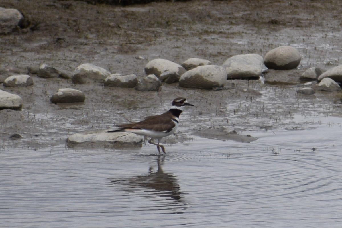 Killdeer - ML236005551