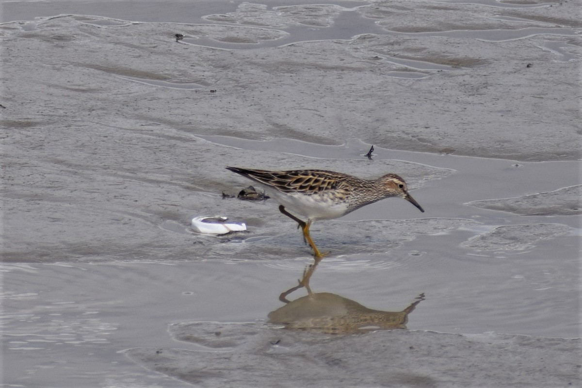 Pectoral Sandpiper - ML236005821