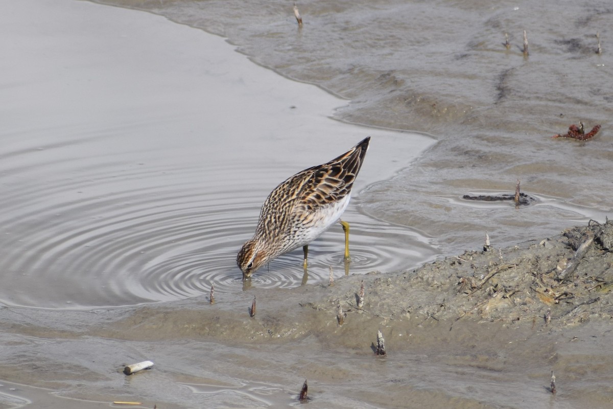 Pectoral Sandpiper - ML236005851