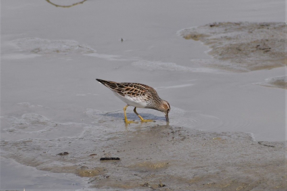 Pectoral Sandpiper - ML236005861