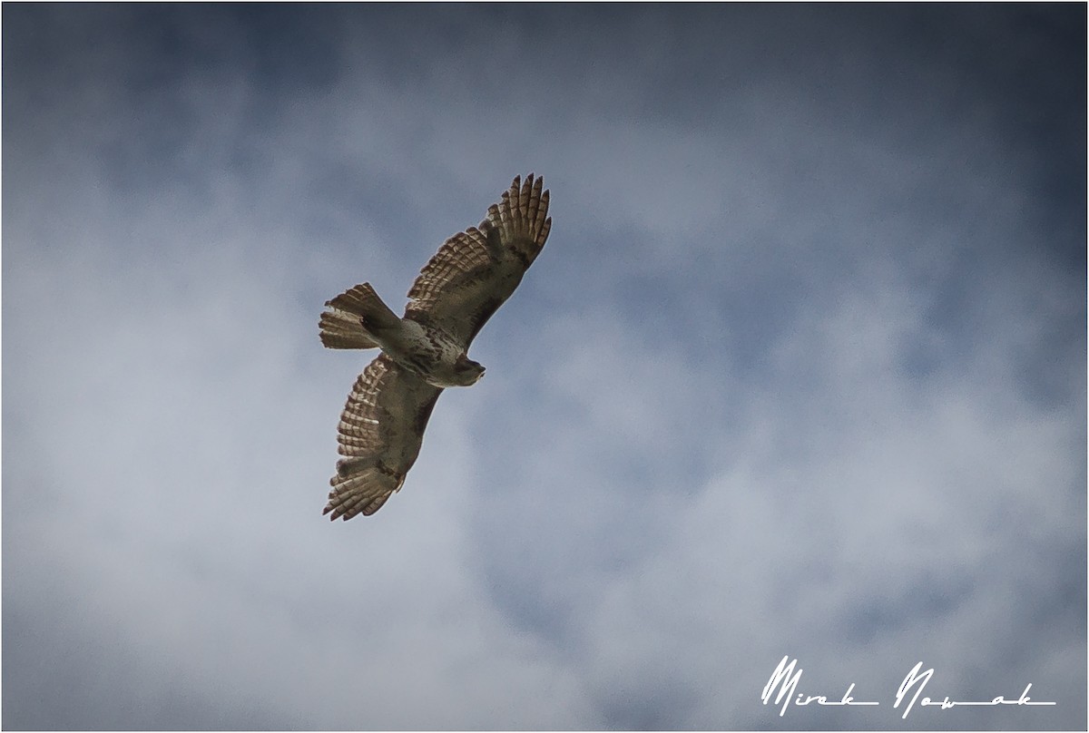 Red-tailed Hawk - ML236006181