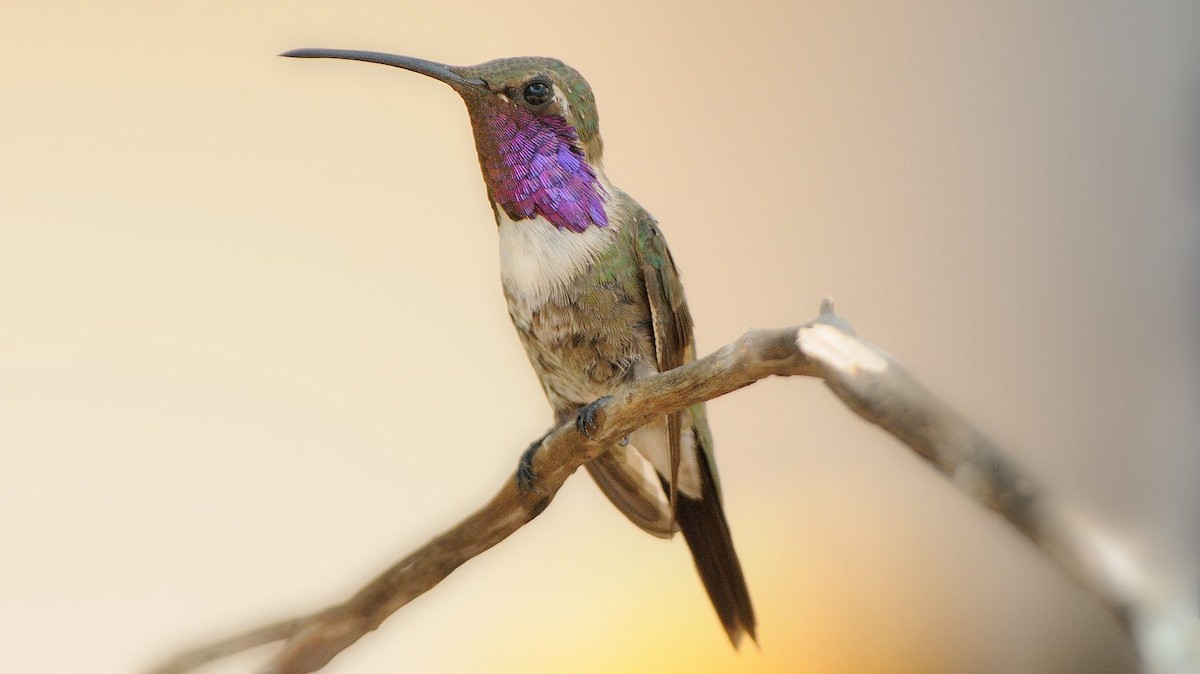Lucifer Hummingbird - Thomas Dorazio