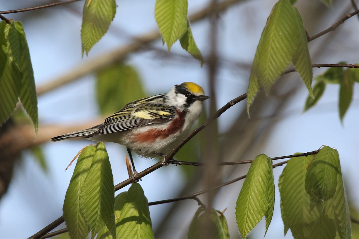 Chestnut-sided Warbler - ML236006921