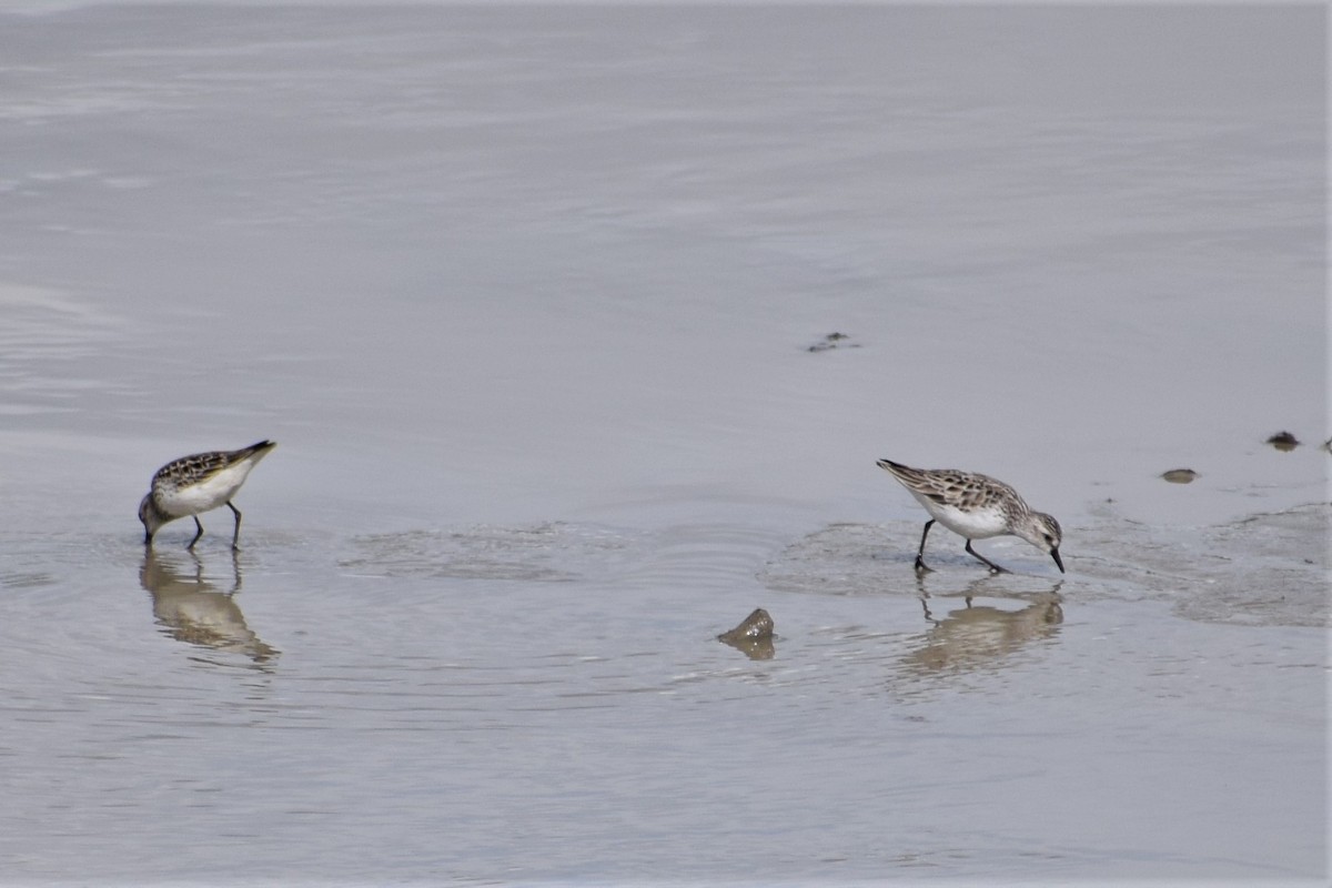 Semipalmated Sandpiper - ML236007441