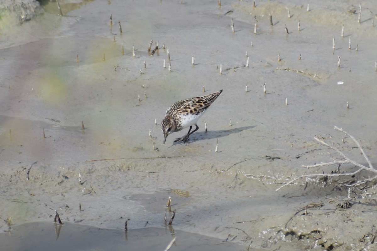 Semipalmated Sandpiper - ML236007461