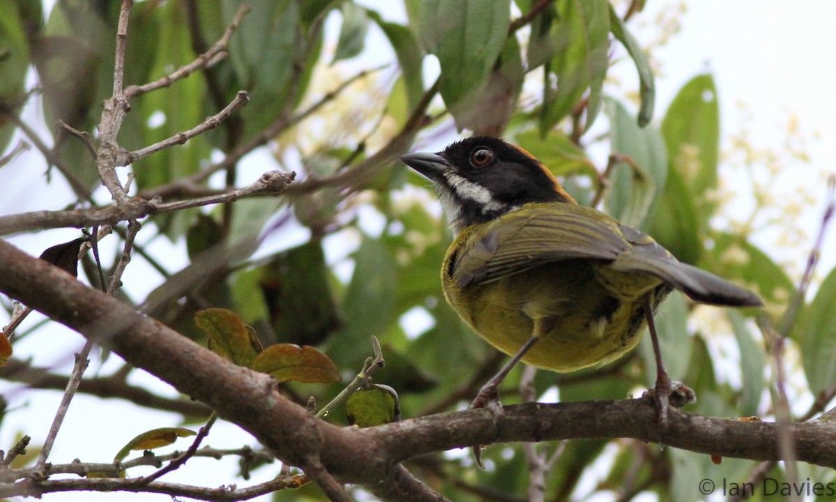 Moustached Brushfinch - ML23600961