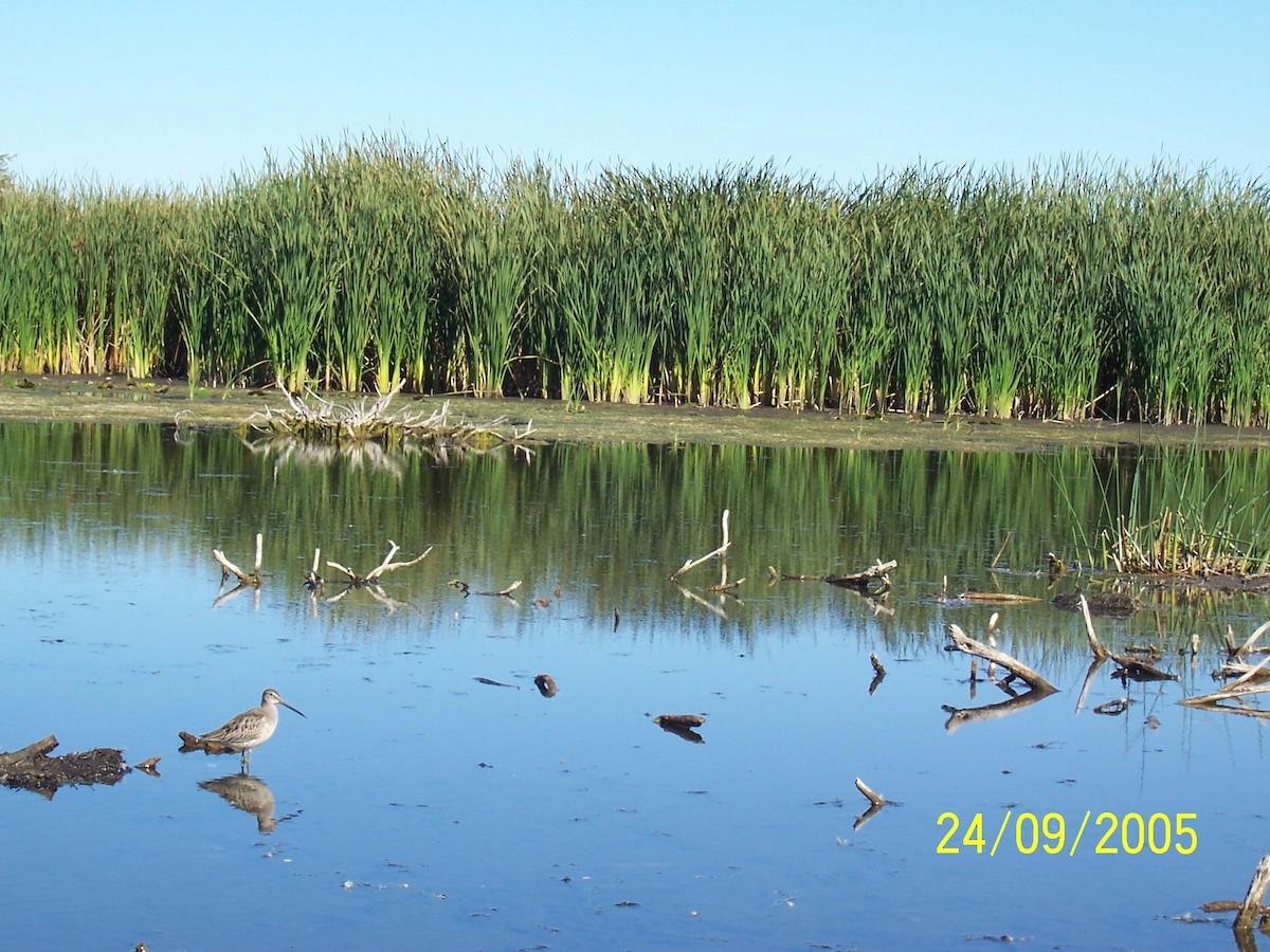 Long-billed Dowitcher - Daniel Toussaint