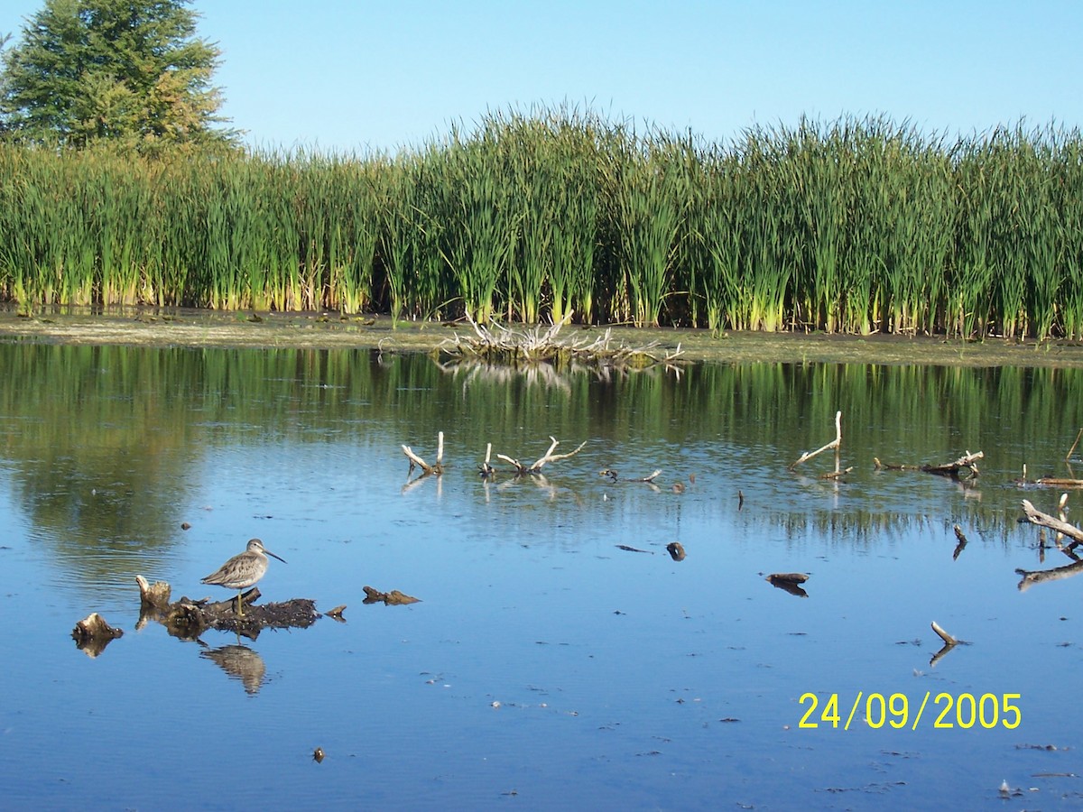 Long-billed Dowitcher - ML236009701