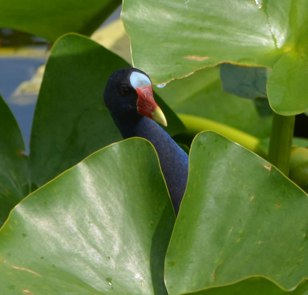 Purple Gallinule - ML236011251