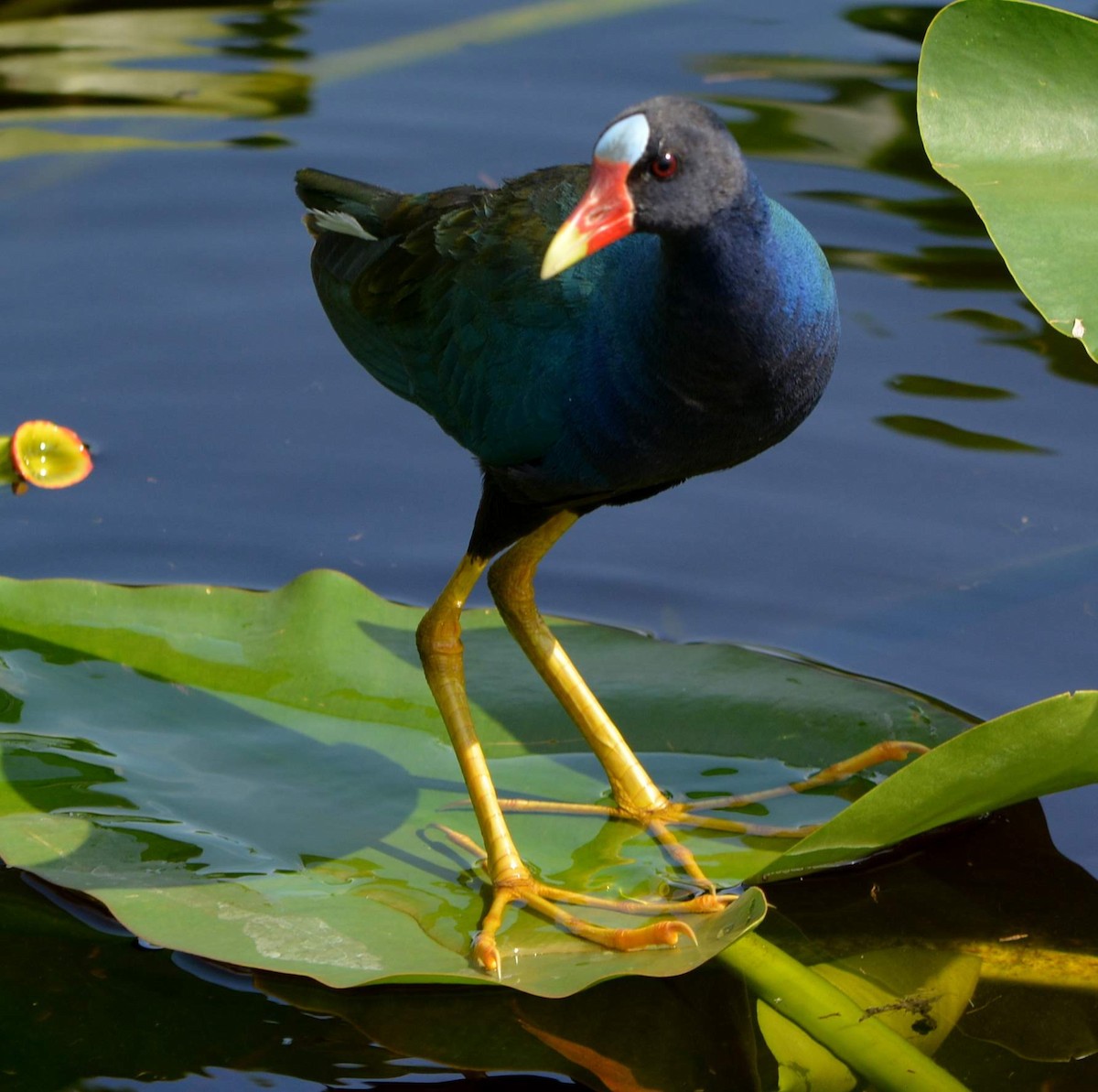 Purple Gallinule - ML236011301