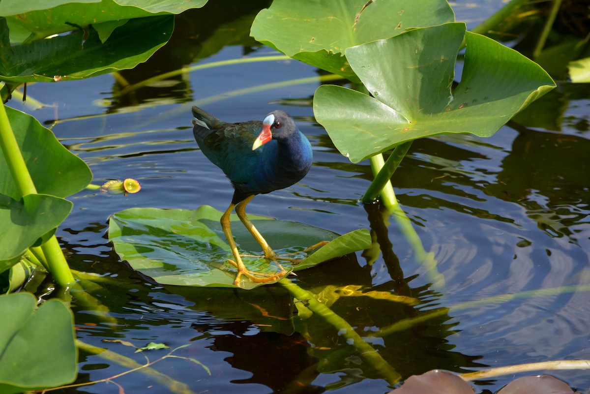 Purple Gallinule - ML236011341