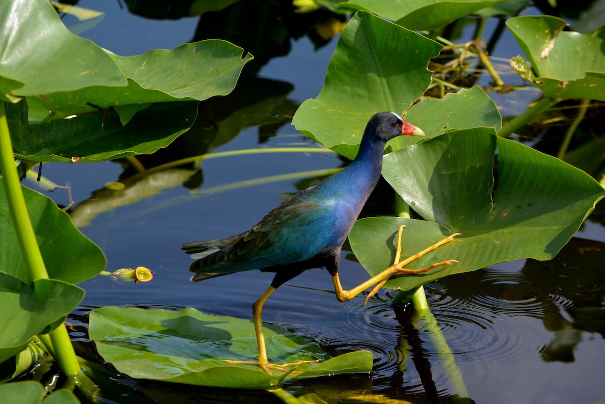 Purple Gallinule - ML236011351