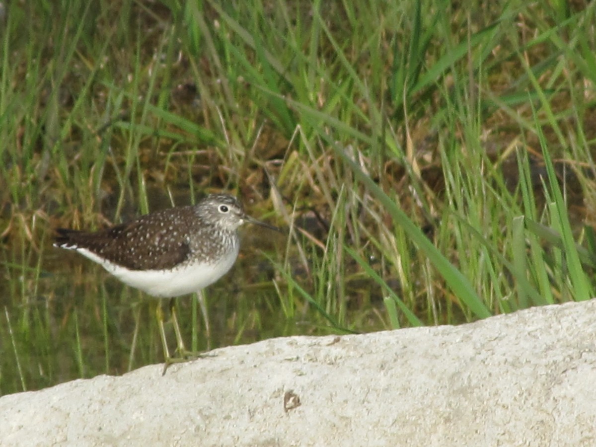 Solitary Sandpiper - ML236011391