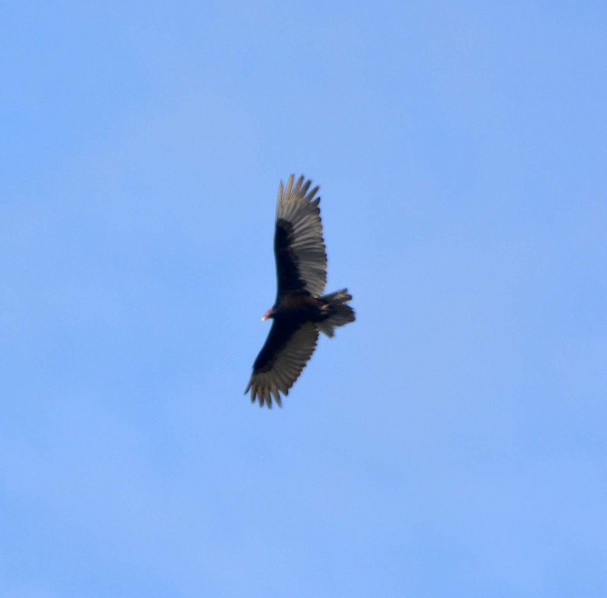 Turkey Vulture - ML236011531