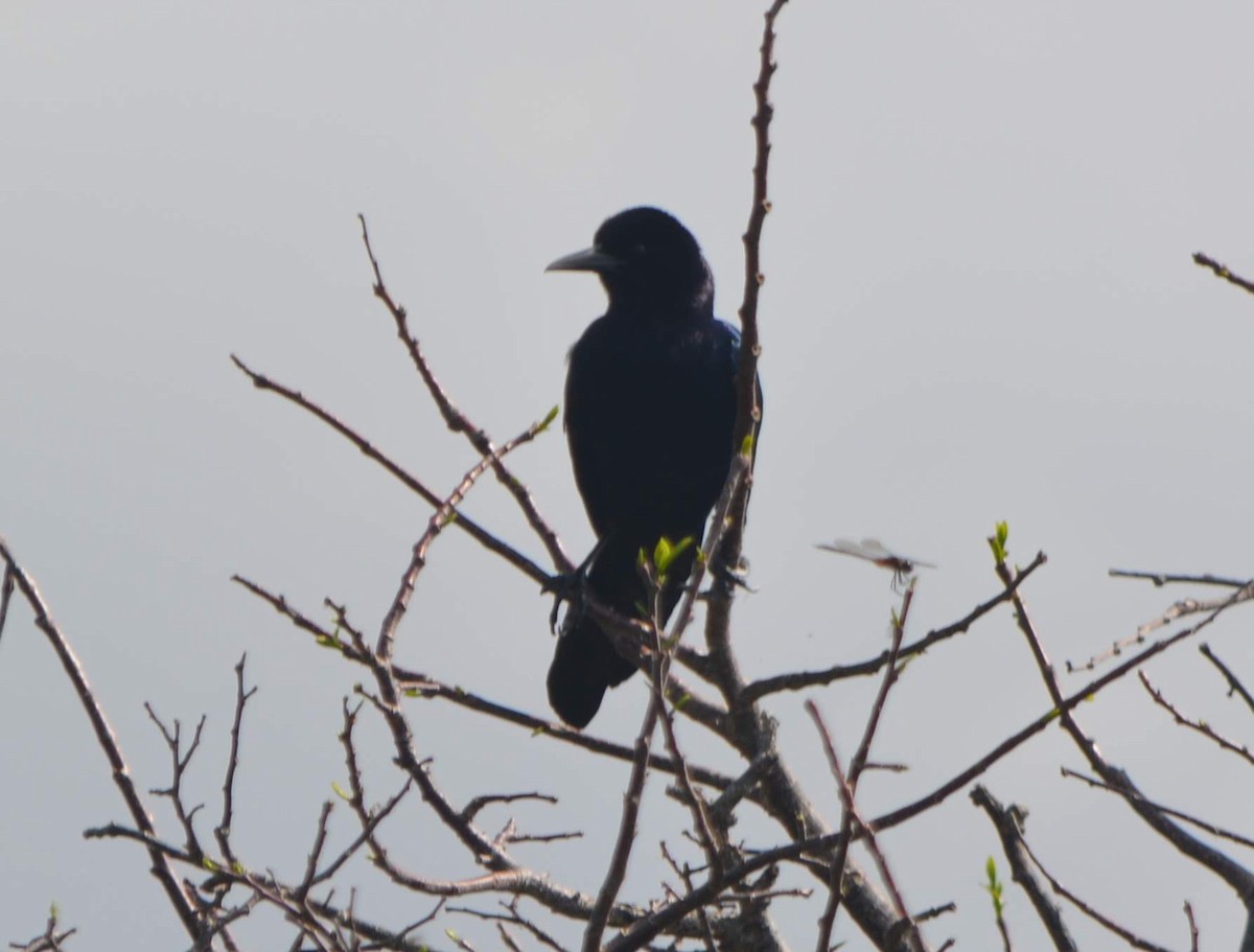 Boat-tailed Grackle - ML236011711