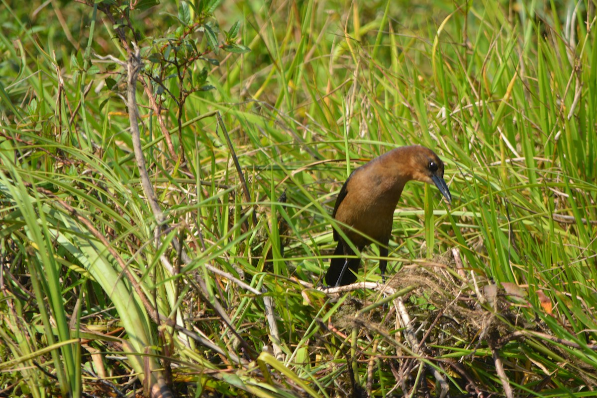 Boat-tailed Grackle - ML236011751