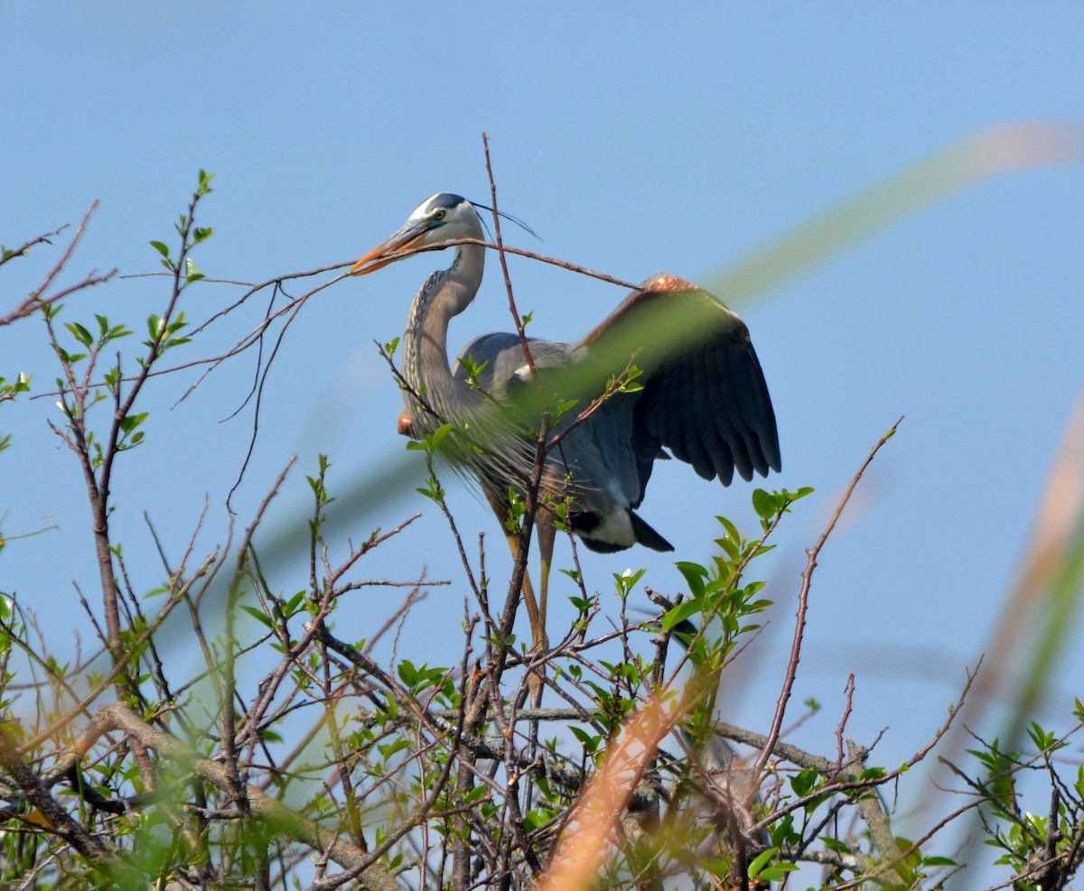 Great Blue Heron - ML236012761