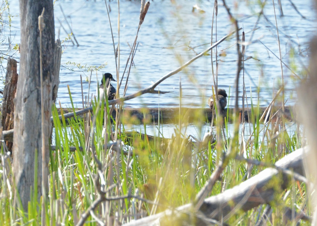 Ring-necked Duck - ML236013861