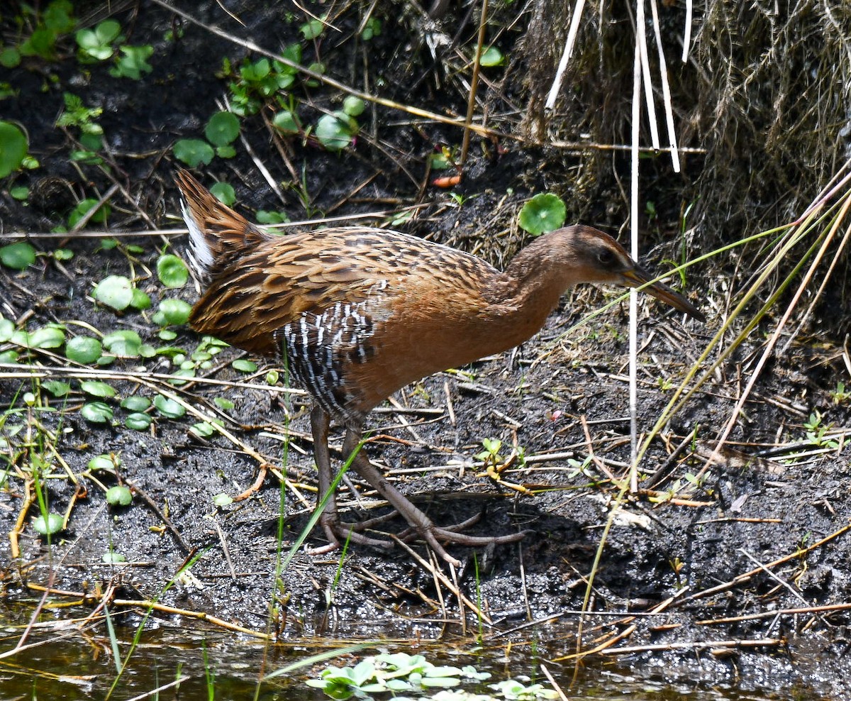 Râle élégant - ML236015201