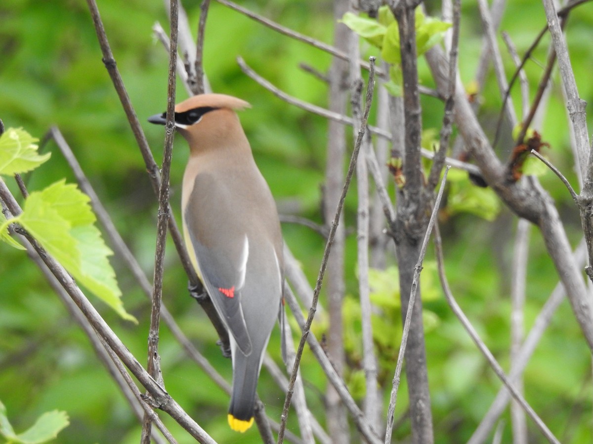 Cedar Waxwing - ML236015811