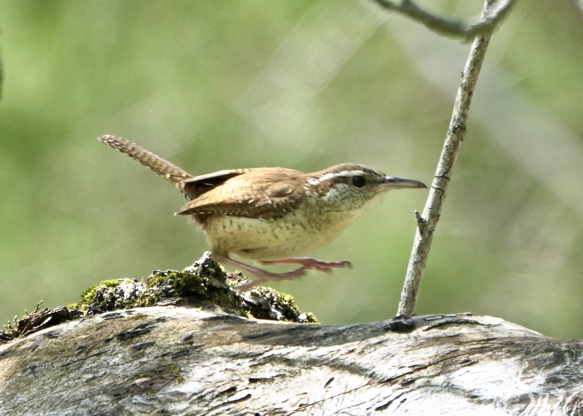 Carolina Wren - ML236016191