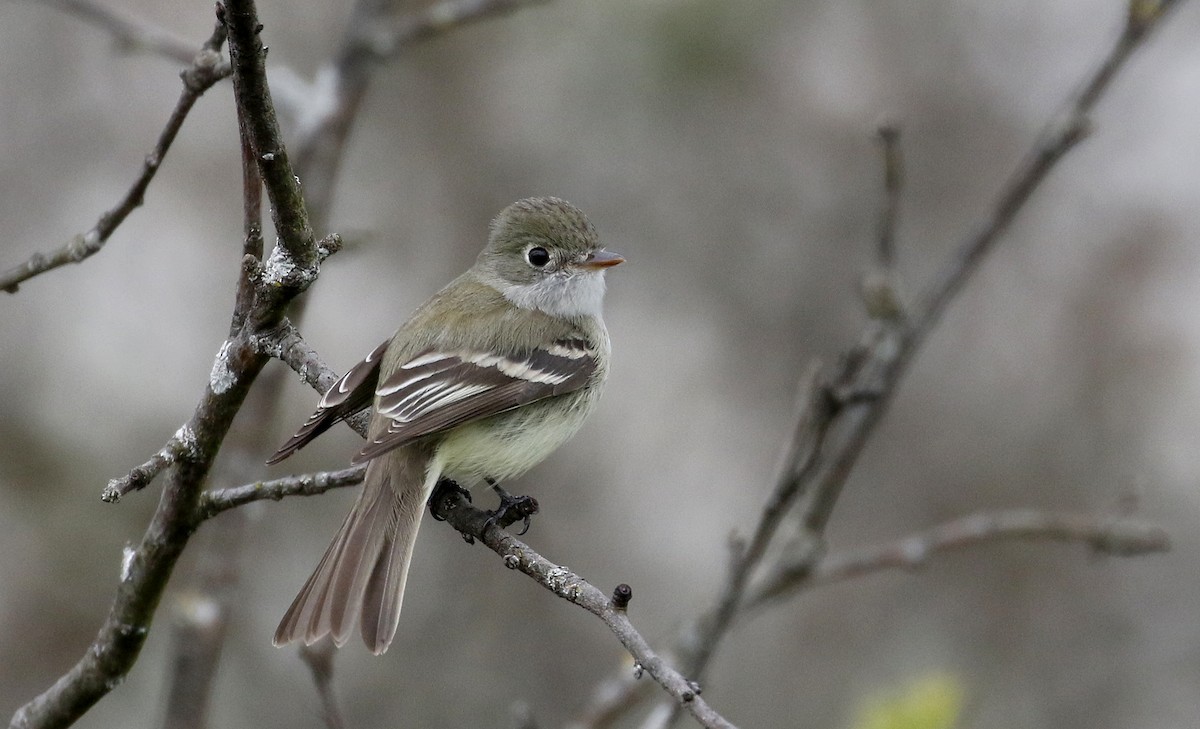 Least Flycatcher - ML236016351