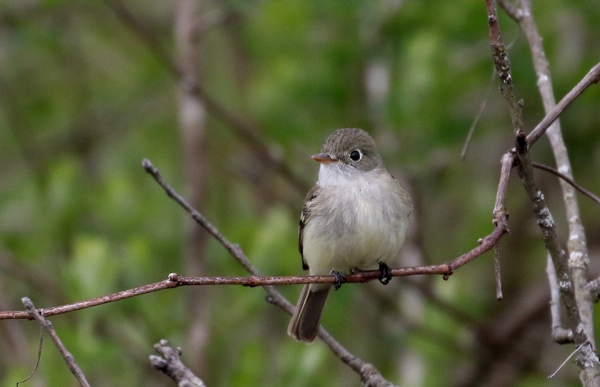 Least Flycatcher - ML236016431