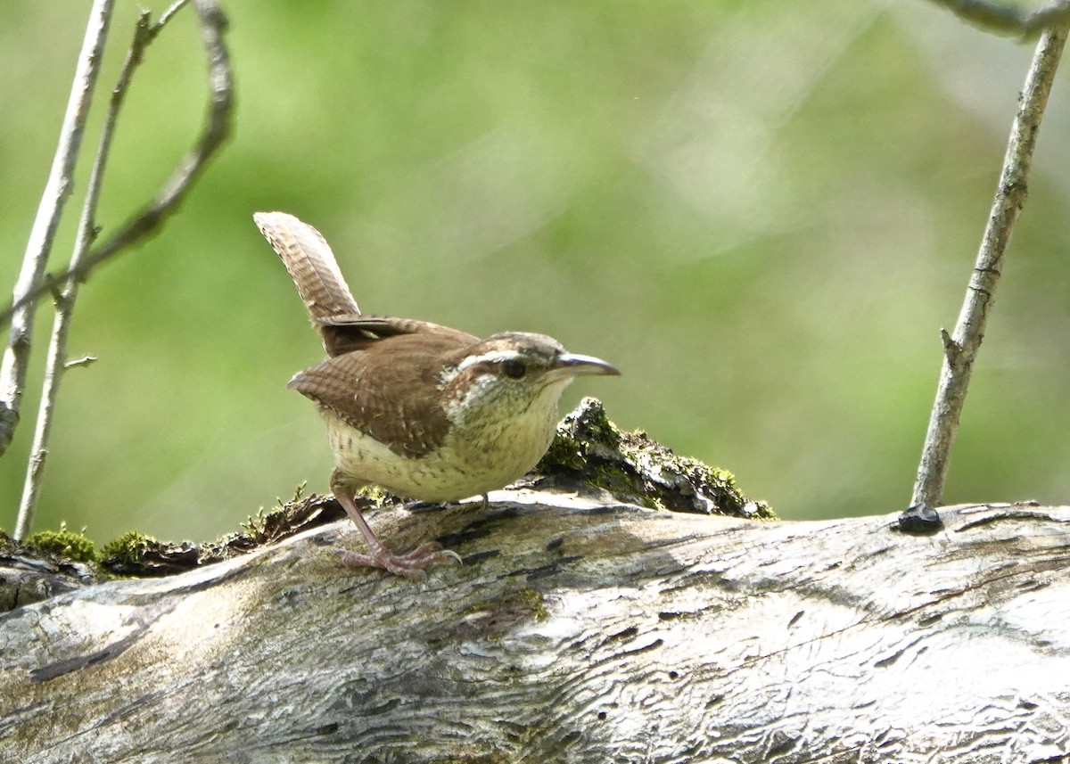 Carolina Wren - ML236016511