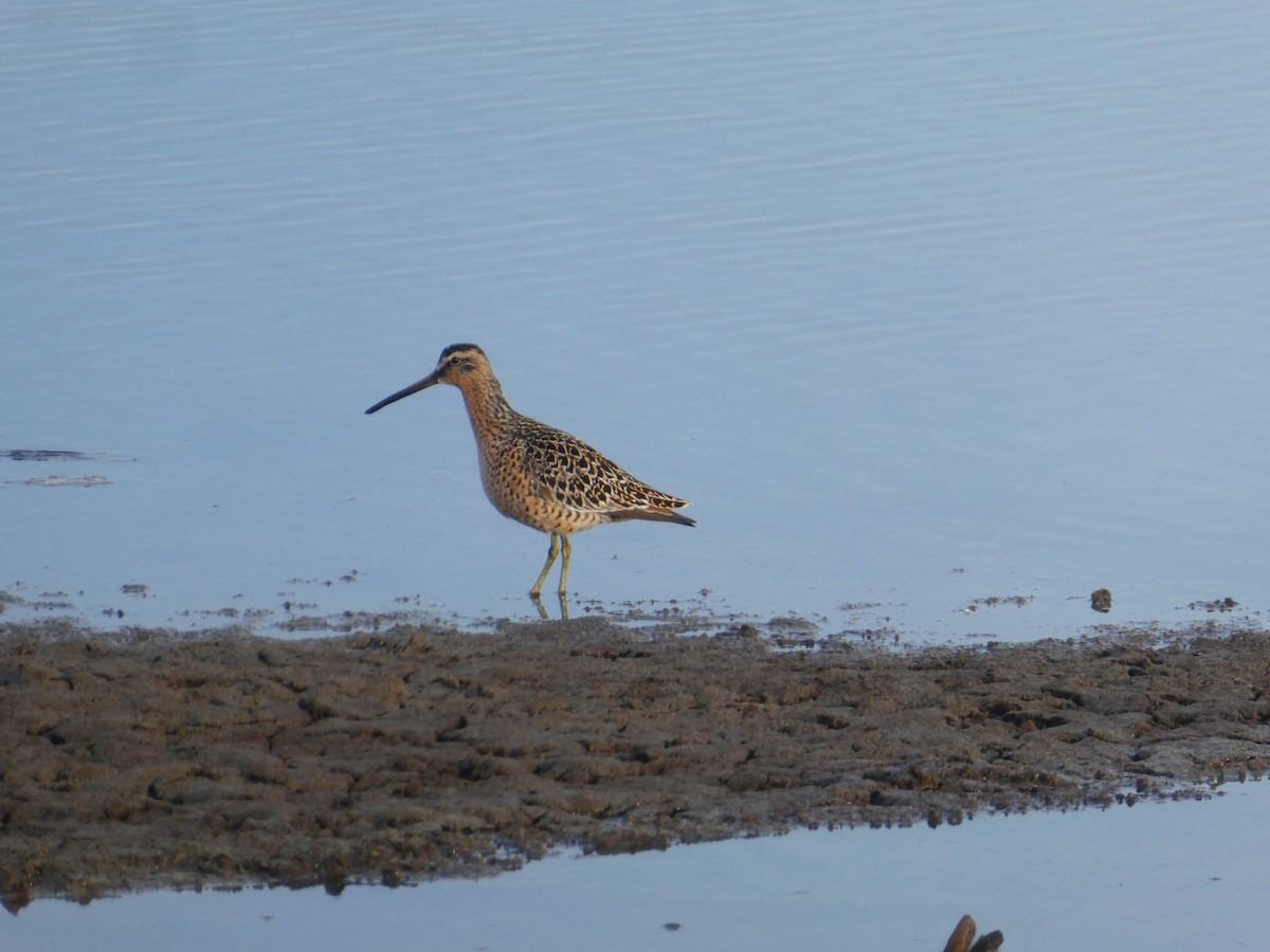 Short-billed Dowitcher - ML236019411