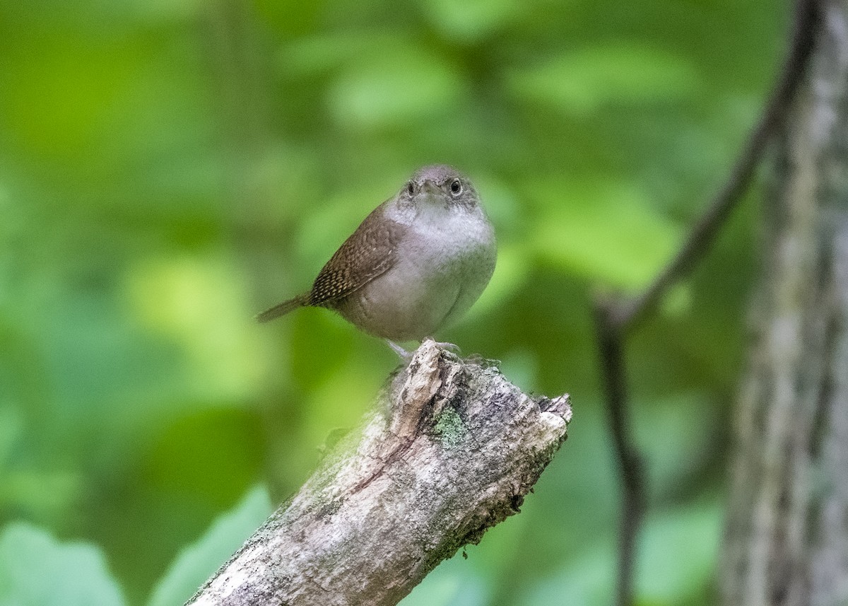 House Wren - ML236020251