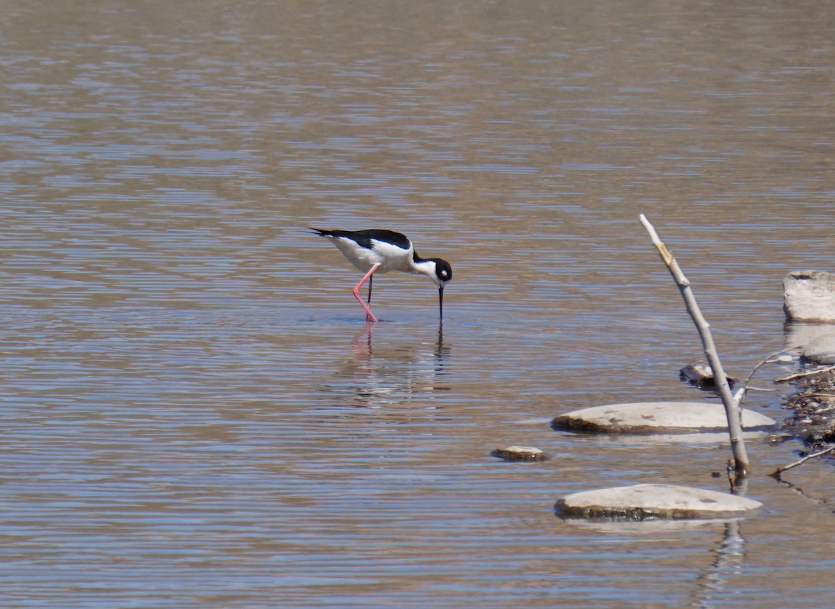 Black-necked Stilt - ML236020261