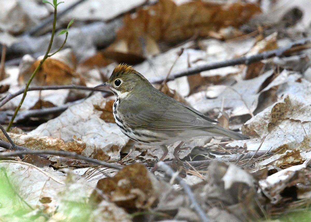 カマドムシクイ - ML236021151