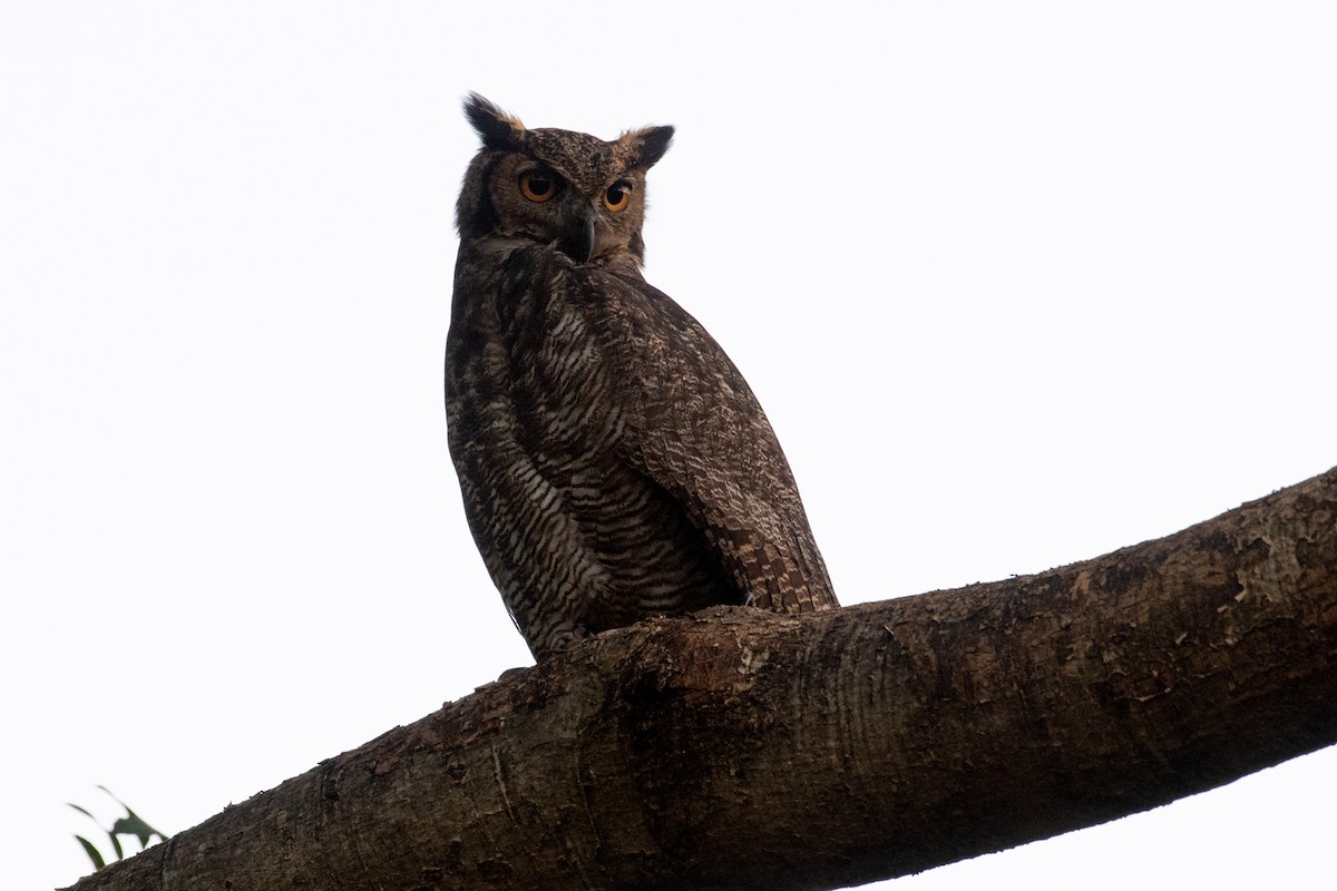 Great Horned Owl - Flavio Moraes