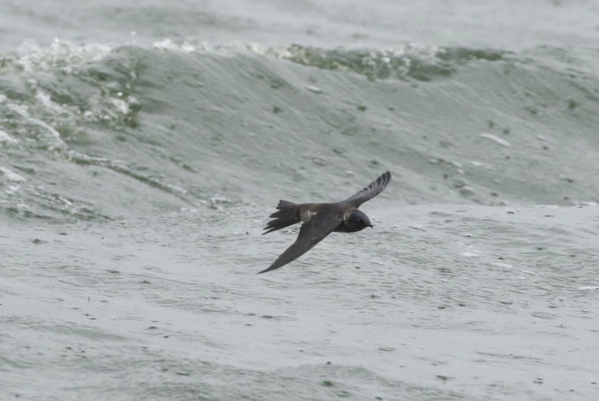 Purple Martin - ML236022371