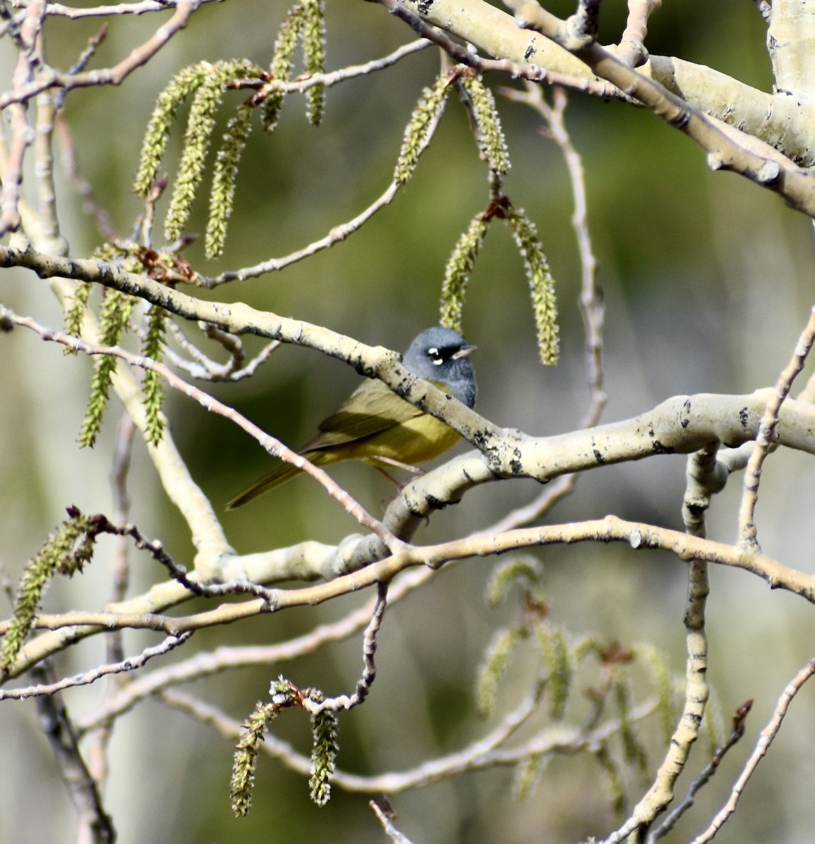 MacGillivray's Warbler - ML236023801