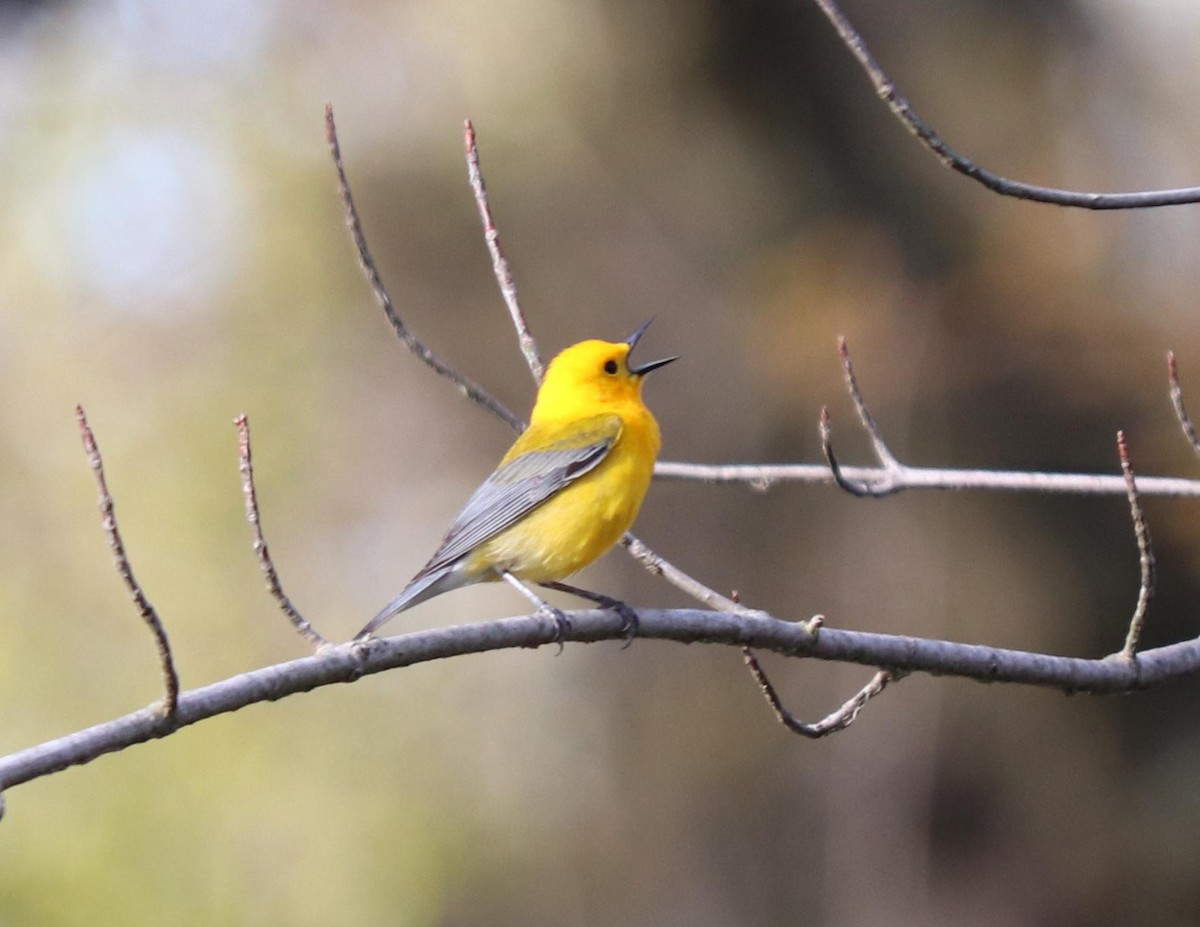 Prothonotary Warbler - Leon Barlow