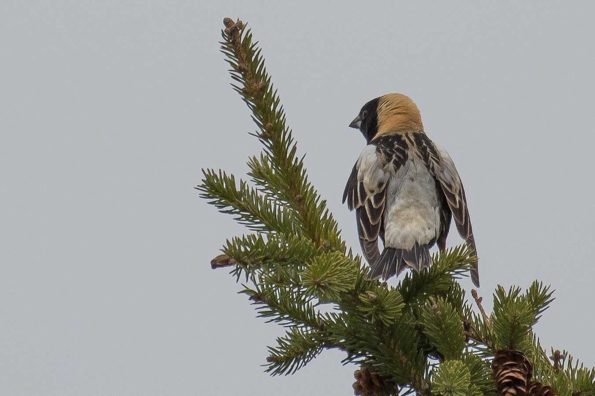 Bobolink - ML236024771