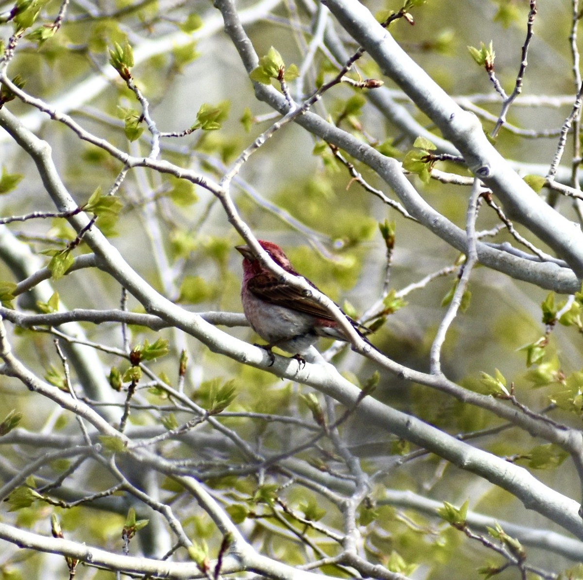 Cassin's Finch - ML236025111