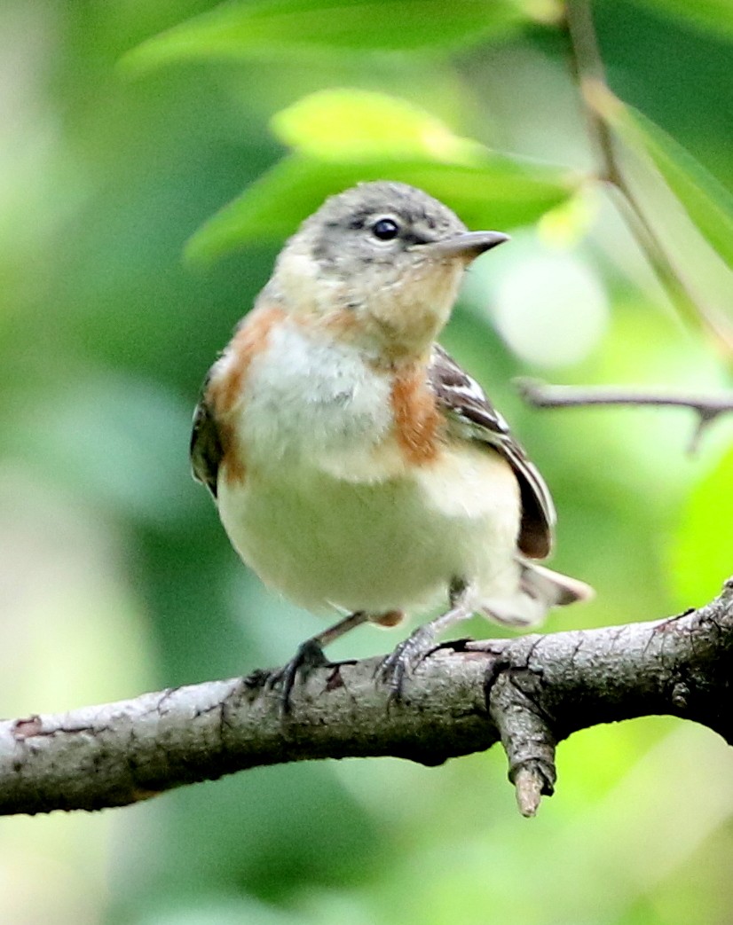 Bay-breasted Warbler - joan garvey