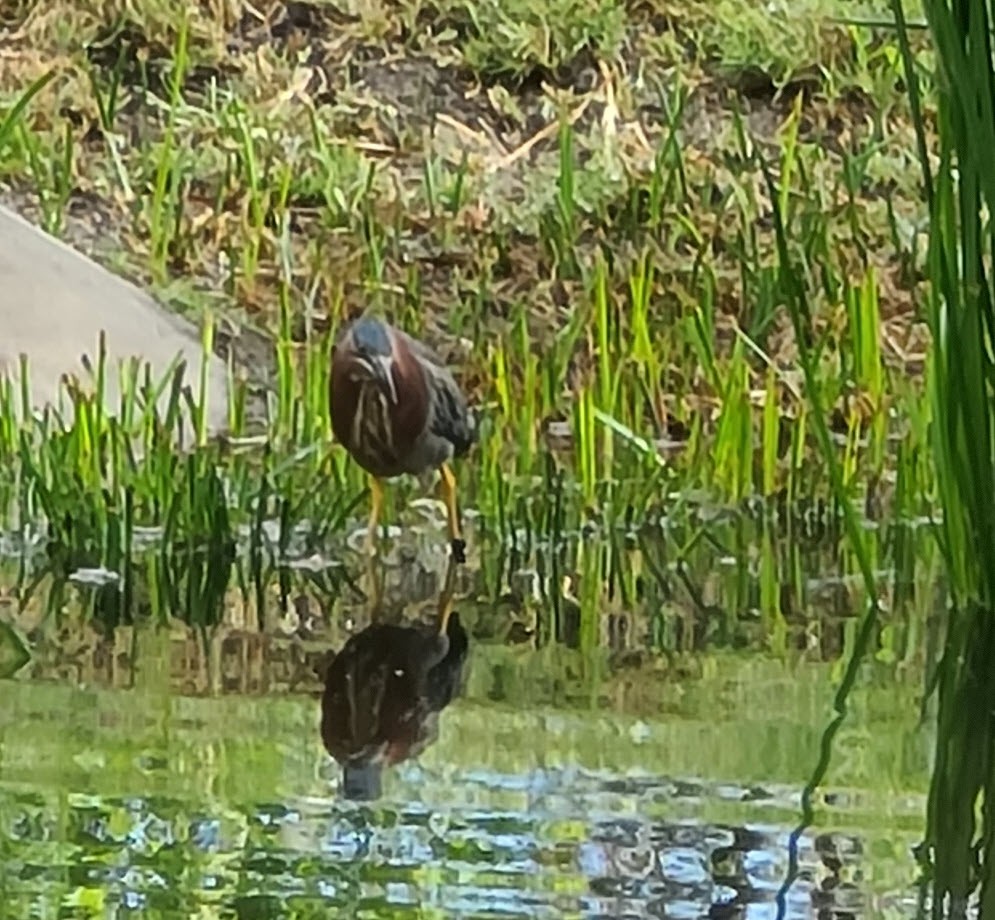 Green Heron - Jane Tatchell