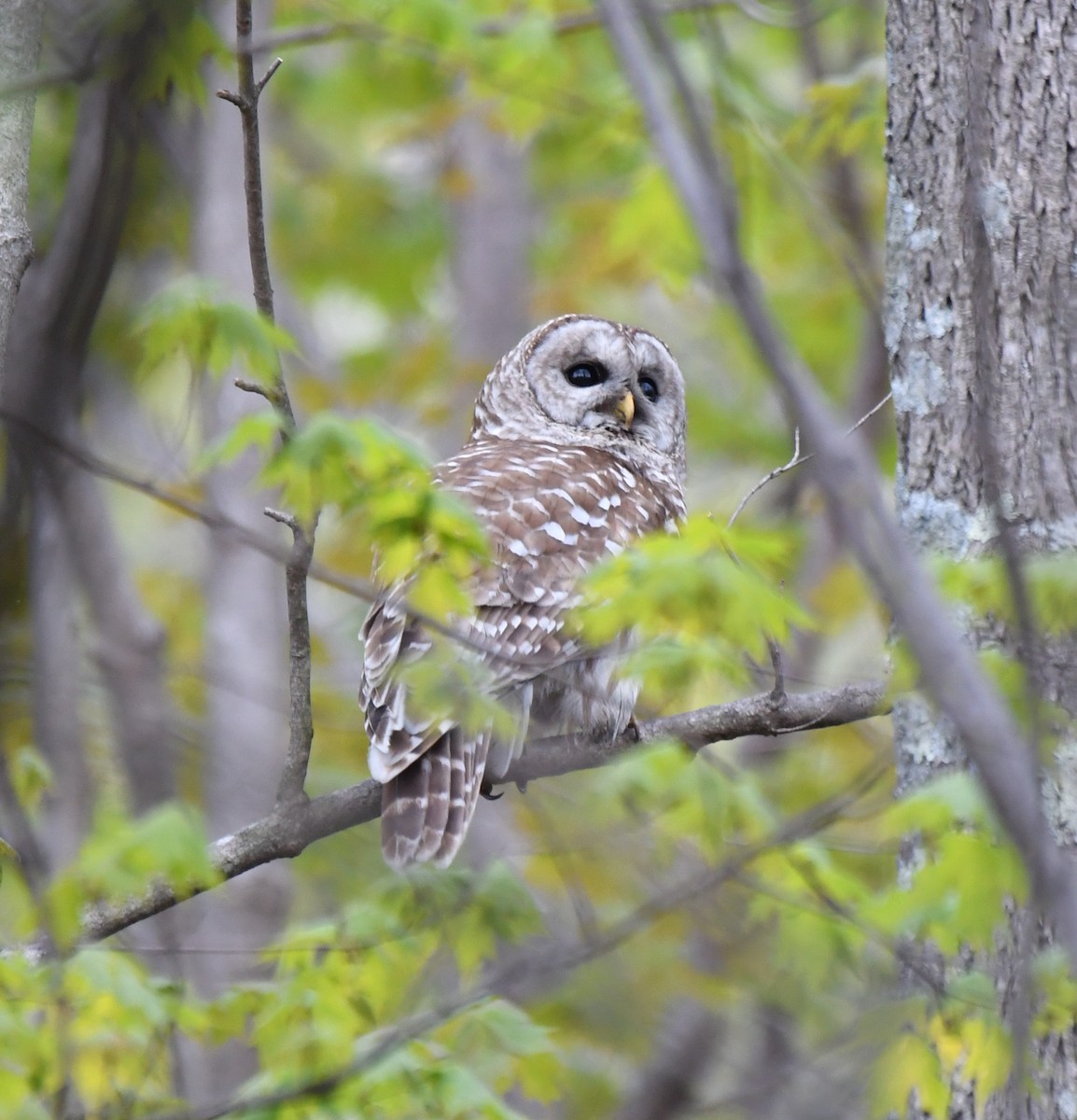 Barred Owl - ML236027791